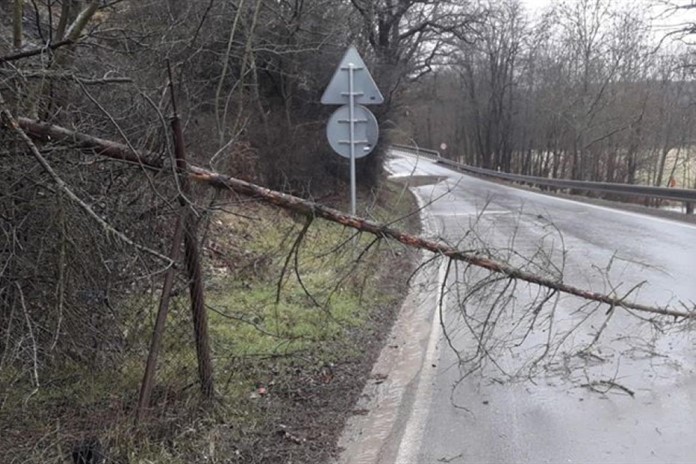 Na Šumavě hrozí zvýšené nebezpečí pádů stromů