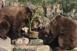 VIDEO: Medvědi v plzeňské ZOO oslavili narozeniny