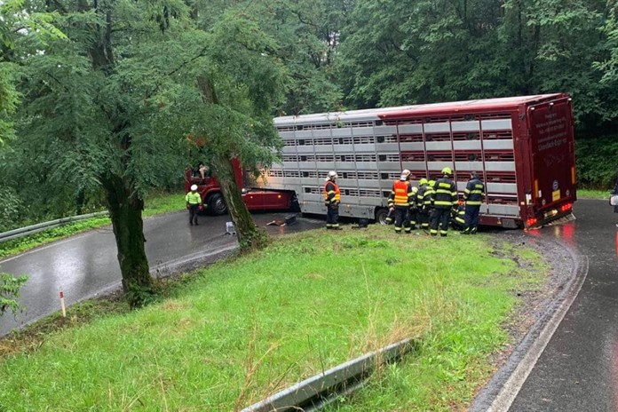 V serpentinách na severu Plzeňska havarovalo auto převážející telata. Silnice je uzavřena!