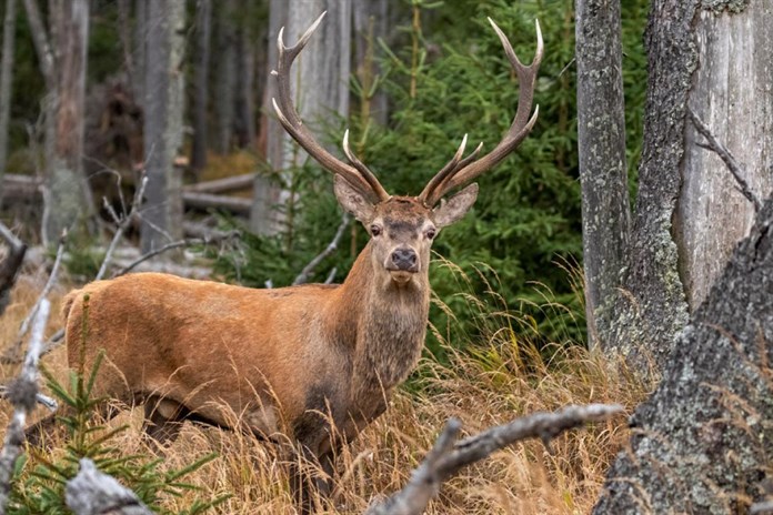 Jeleny v Národním parku Šumava sužuje severoamerický parazit