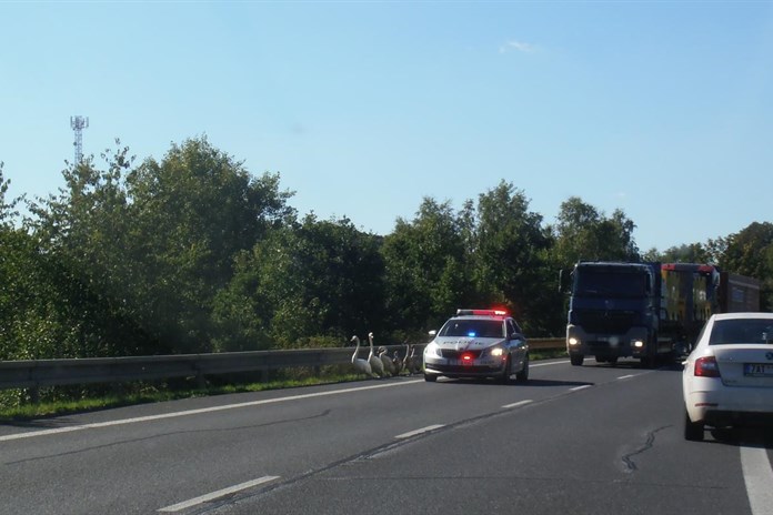 Neobvyklí účastníci silničního provozu zpomalili dopravu u Nepomuku