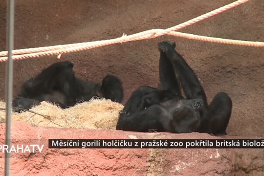 Měsíční gorilí holčičku z pražské zoo pokřtila britská bioložka