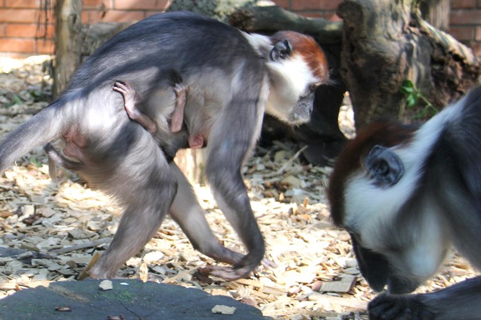 Hodonínská zoo hlásí prvoodchov mangabeje rudohlavého