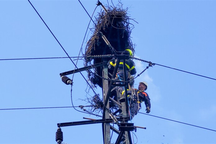 Požár čapího hnízda v Albrechtičkách nepřežila čtyři mláďata