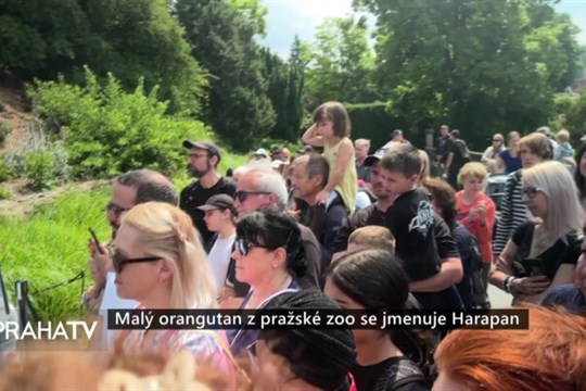 Malý orangutan z pražské zoo se jmenuje Harapan