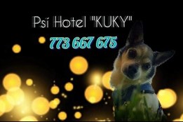 Psí Hotel Kuky: Kvalita a péče na prvním místě