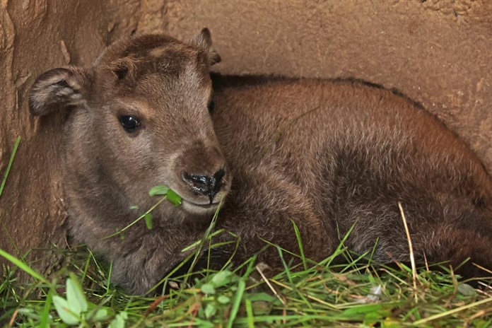 V plzeňské zoo se poprvé narodilo vzácné mládě takina čínského