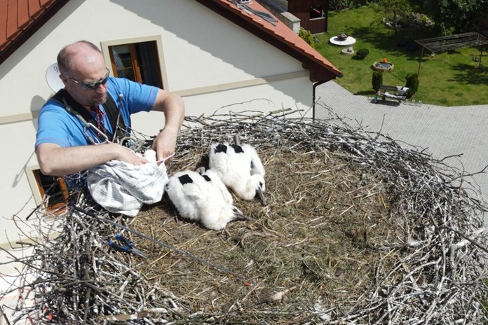 Zvířecí záchranáři z Plzně dali k adopci do různých hnízd deset osiřelých čápat