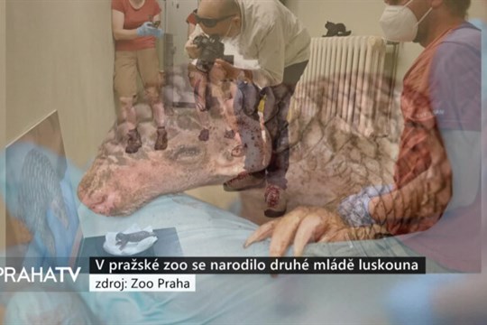 V pražské zoo se narodilo druhé mládě luskouna