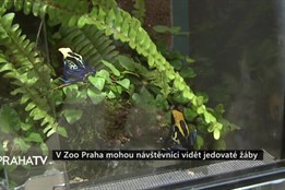 V Zoo Praha mohou návštěvníci vidět jedovaté žáby