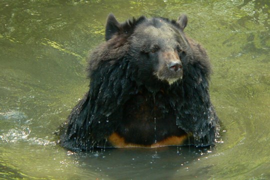 Ostravská zoo musela dát utratit samici medvěda ušatého
