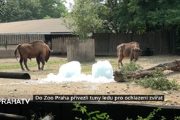 Do Zoo Praha přivezli tuny ledu pro ochlazení zvířat
