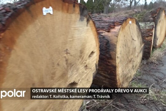 Ostravské městské lesy prodaly dřevo v aukci. je to výhodnější