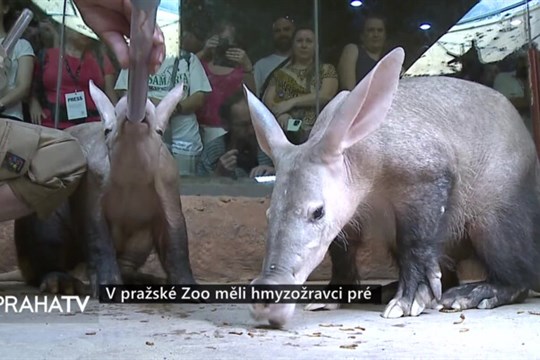 V pražské Zoo měli hmyzožravci pré