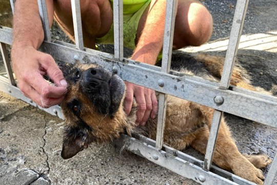 VIDEO: Hasiči zachránili psa, který hlavou uvízl v kovové bráně