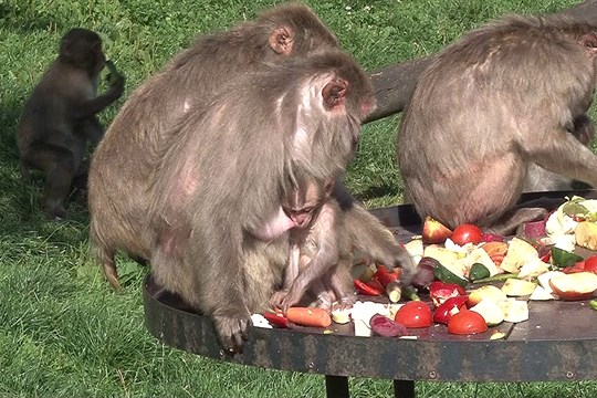 Nové opičí přírůstky v olomoucké zoo