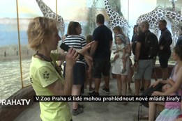 V Zoo Praha si lidé mohou prohlédnout nové mládě žirafy