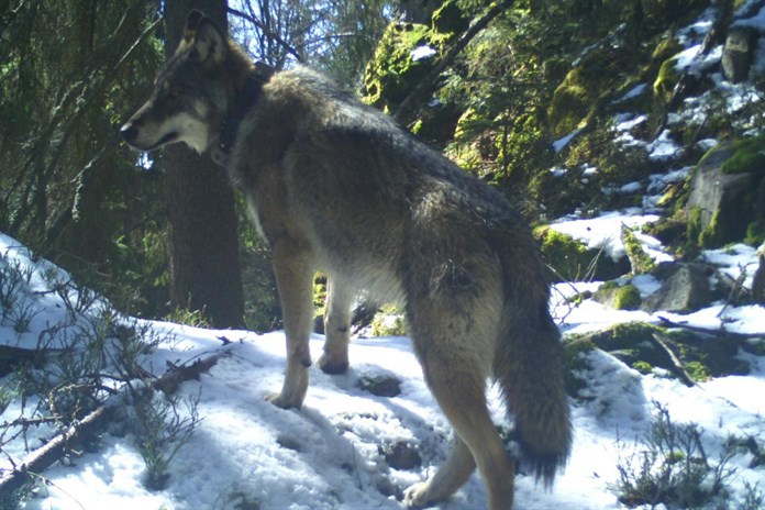 NP Šumava otevřel novou zážitkovou trasu ze Srní k návštěvnickému centru s vlky