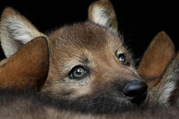 Vlčí den v plzeňské ZOO bude už v pátek