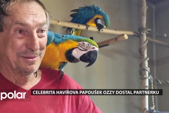 Celebrita Havířova papoušek Ozzy dostal partnerku, jmenuje se Neli a má rok a půl