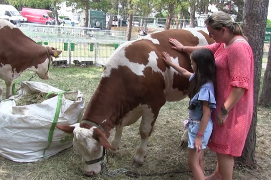 Kyjovští chovatelé vystavili králíky, drůbež, holuby, ale i krávy