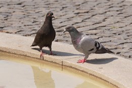 Uherské Hradiště bojuje s přemnoženými holuby. Nekrmte je, prosí radnice