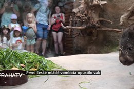 První české mládě vombata opustilo vak