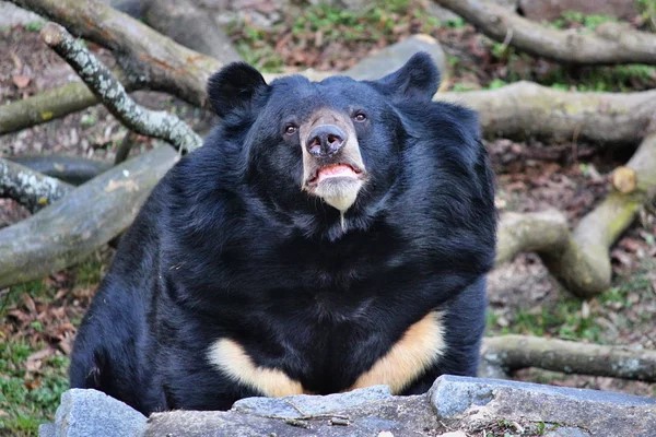 Medvěd Jiří se do ostravské zoo přestěhuje nejdříve letos na podzim