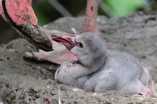 V olomoucké zoo se narodila mláďata plameňáků růžových