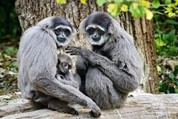 V říjnu skončí oprava ubikace gibonů stříbrných ve zlínské zoo. Návštěvníci je budou moci vídat i v zimě