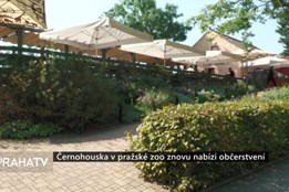 Černohouska v pražské zoo znovu nabízí občerstvení