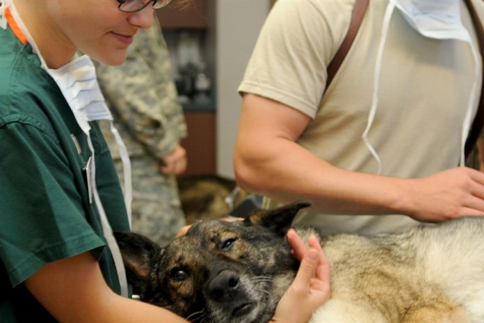 Karlovarský kraj bude nabízet stipendia i studentům veterinárního lékařství