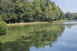 Za hromadný úhyn ryb a kachen ve Slavičíně mohlo horké počasí a malý průtok vody