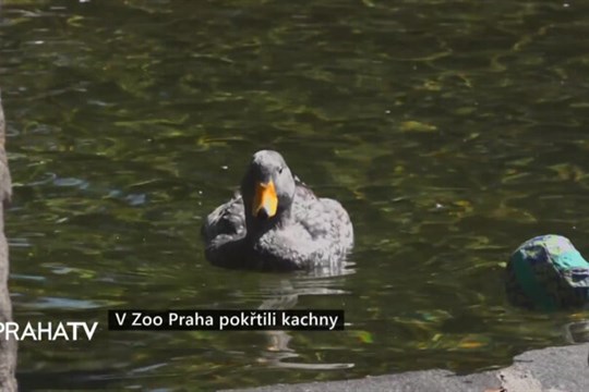 V Zoo Praha pokřtili kachny