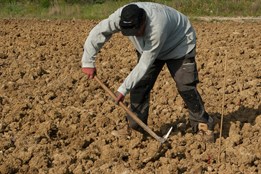 Podpora za úrodu ovoce zničenou mrazy pomůže farmářům z Plzeňska jen částečně