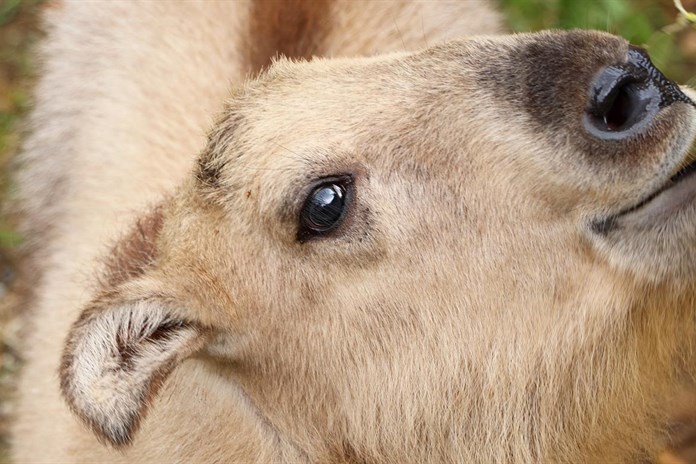 Rušný týden v plzeňské ZOO se nesl ve znamení radostných událostí