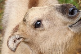 Rušný týden v plzeňské ZOO se nesl ve znamení radostných událostí