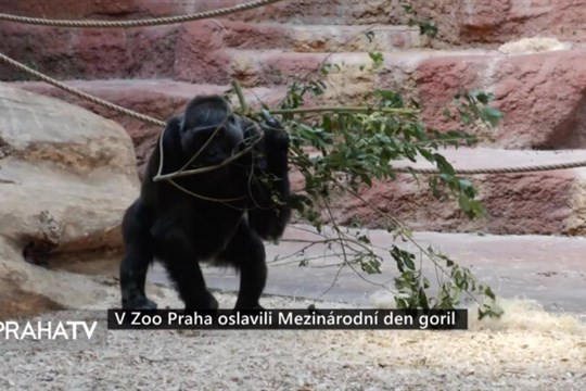 V Zoo Praha oslavili Mezinárodní den goril