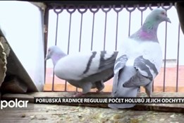 Porubská radnice reguluje počet přemnožených holubů. Odchytávají je odborníci z řad ochránců přírody