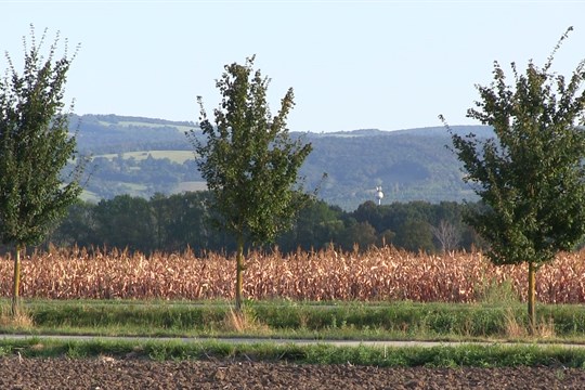 Veselí nad Moravou vysadí do polí pásy zeleně