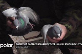 Porubská radnice reguluje počet holubů jejich odchyty. Ročně jde o stovky ptáků