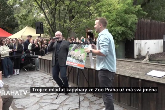 Trojice mláďat kapybary ze Zoo Praha už má svá jména