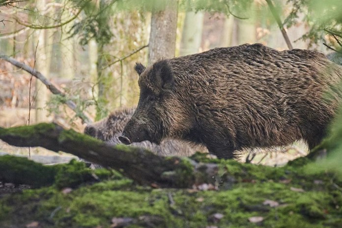 Za pytláctví hrozí muži z Plzeňska dvouleté vězení za odlov divokého prasete