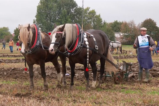 Kunovice hostily Mistrovství České republiky v orbě. S rozmočenou půdou bojovalo 51 oráčů