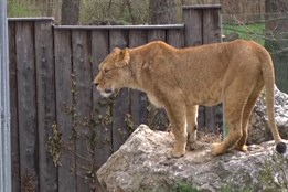 Hodonínská zoo hlásí tři mláďata lva berberského, ve světě je jich jen stovka