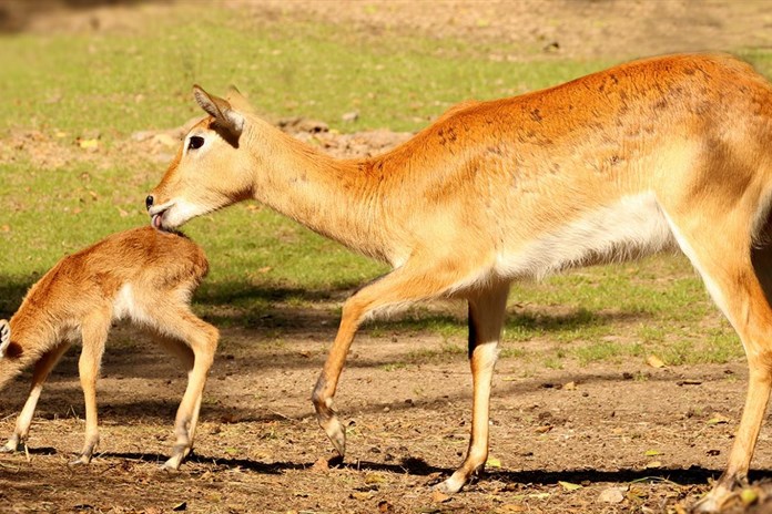 Plzeňská zoo slaví výročí. Narodila se v ní stá voduška červená