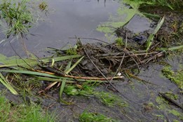 Bobři na Nemilance staví hráz. Znovu dokazují svou neúnavnou pracovitost