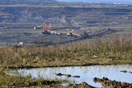 Vzácná ropucha krátkonohá bude žít u solární elektrárny na Sokolovsku