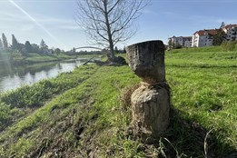 Nebezpečí padání stromů a znečištění řeky trvá i po povodních