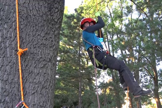 Během oslavy Dne stromů představili v Hodoníně práci arboristů